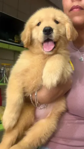 Golden Retriever filhotes de excelente padrão 