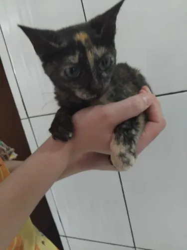 Gatinha para adoção