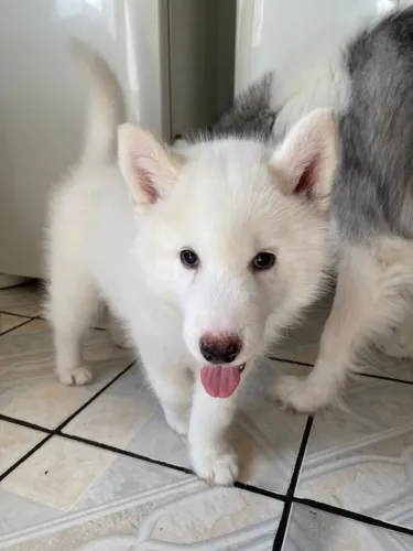 Filhote de Husky Siberiano
