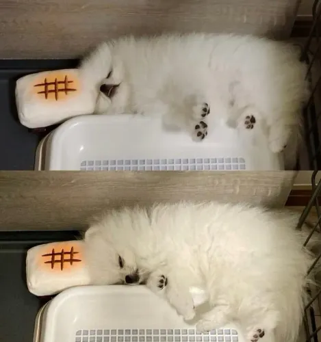 Cachorro Spitz Alemão lindo padrão da raça disponível já
