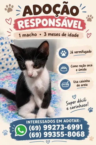 Doação de gatinho macho