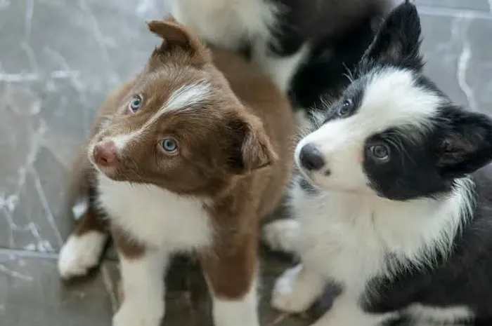 Border collie