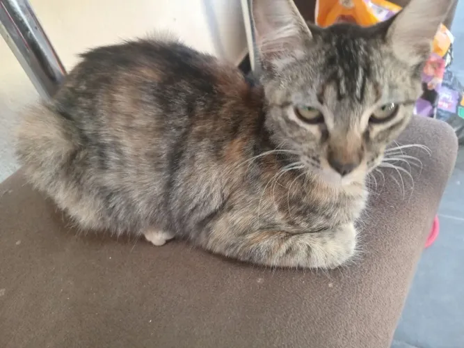 Gata femea entre 5-11 meses de idade 