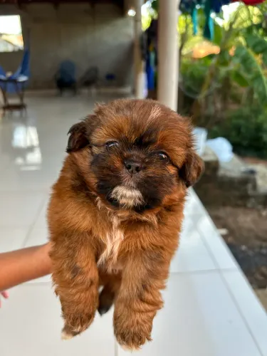 Vende-se shih tzu 