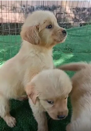 Golden retriever filhote