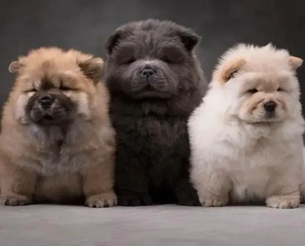 Chow Chow , elegância , beleza e cheia de carinho para você