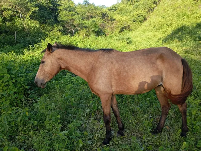 Égua baía