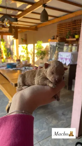 Filhotes poodle micro toy