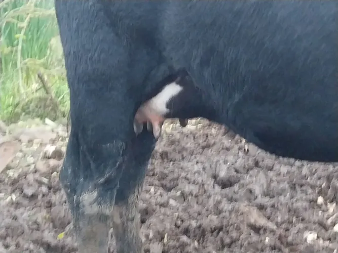 Vaca ? 