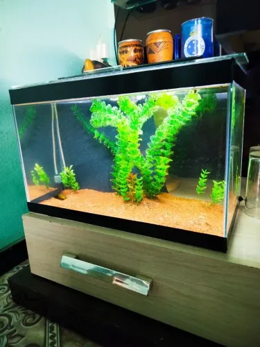 Vendo aquário 30 litros decorado.