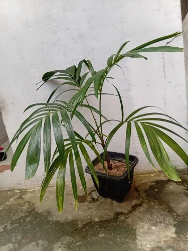 Palmeira vecthia meireli muda