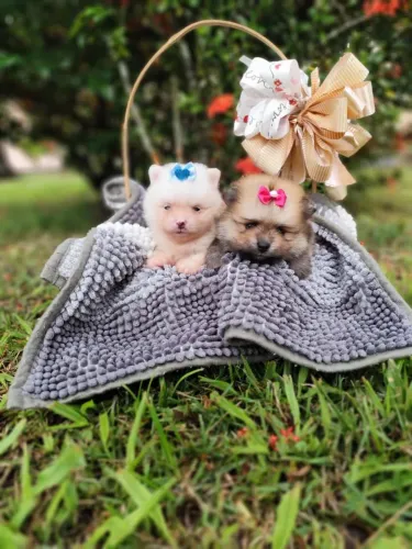 Fêmeas de Lulu da Pomerânia anão, pedigree CBKC