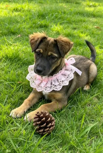 filhotes de cachorro