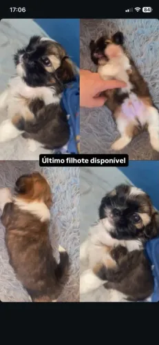 (*Filhote de shih-tzu)