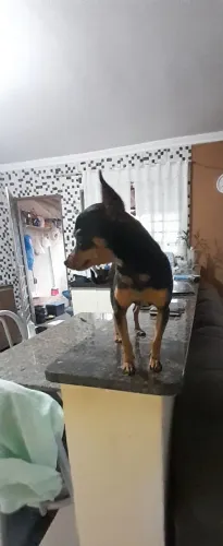 Pinscher femea
