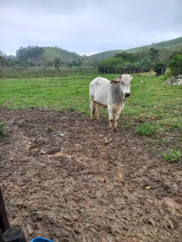 Garrote Tabanel