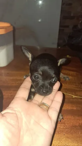 Pincher