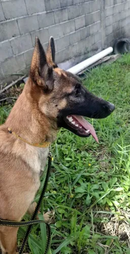 Pastor  malinois 
