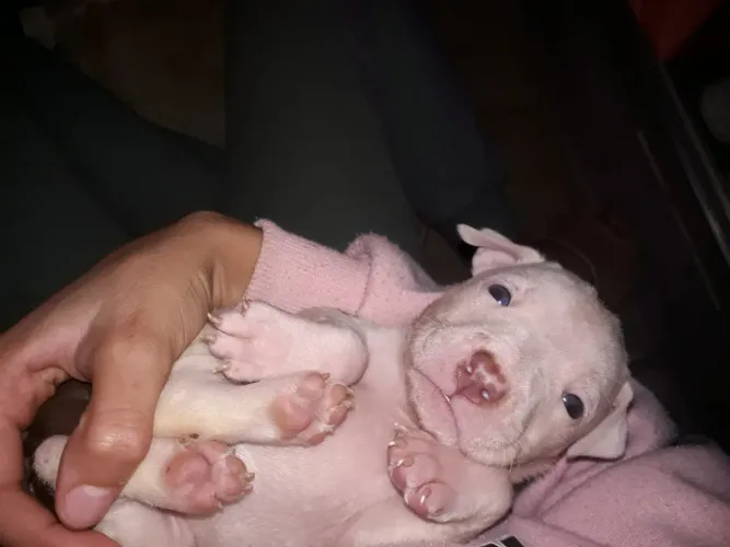 Pit Bull barato pra sair hoje 