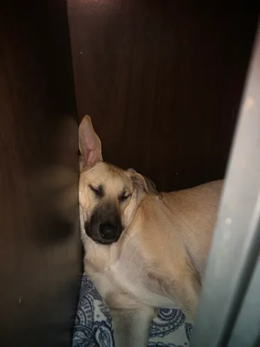 Doação de cachorro