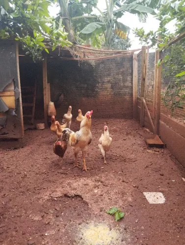 Galinha caipira