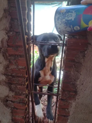 Pitbull 