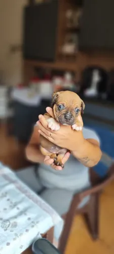 American Bully filhote
