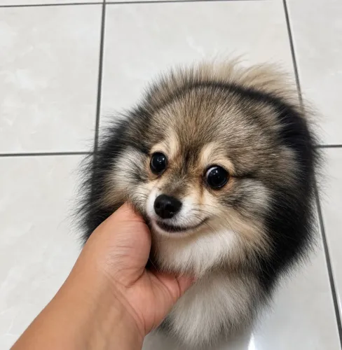 Lulu da pomerania femea 1 ano e 9 meses