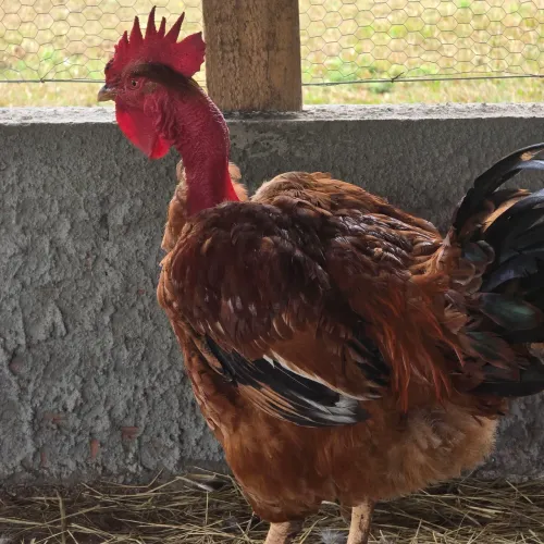 GALO PESCOÇO PELADO NOVOS