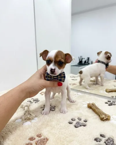 Pinscher Filhotes Carinhosos