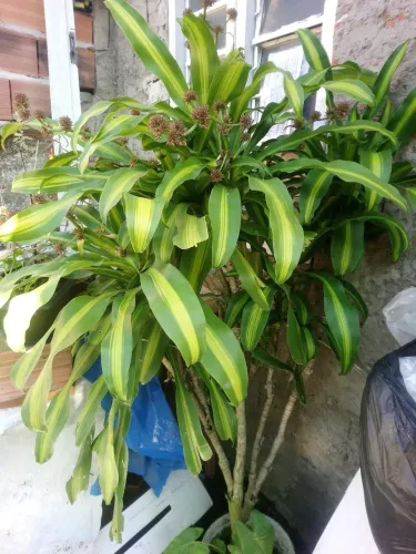 Dracena fragrans ( quase para florir)