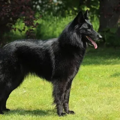 PROCURO FILHOTE PASTOR BELGA GROENENDAEL PRETO FÊMEA