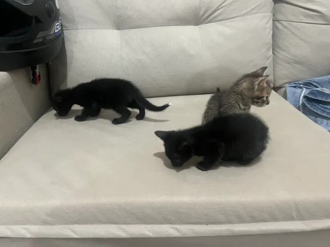 Gatinhos