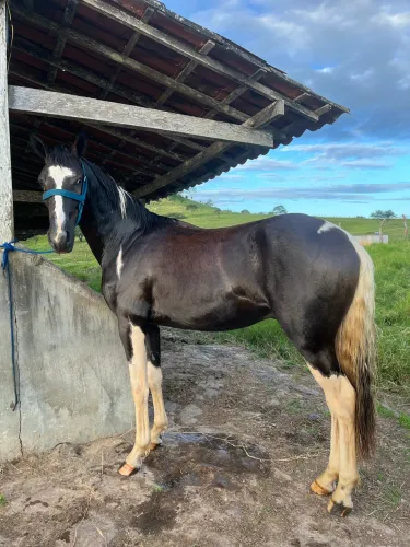 Potro pampo de preto