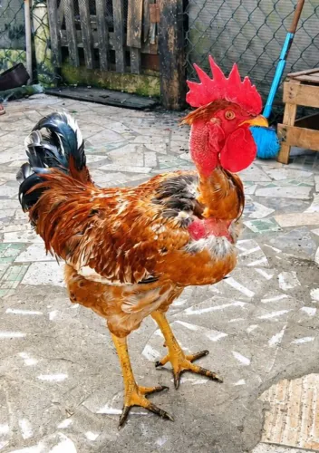 Galo