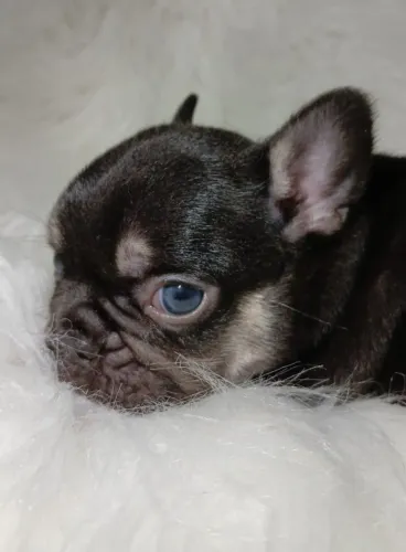 Bulldog Francês | Macho com preço acessível!