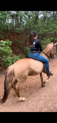 Cavalo Mangalarga Marchador: Registrado, Marcha Batida Fenômeno 