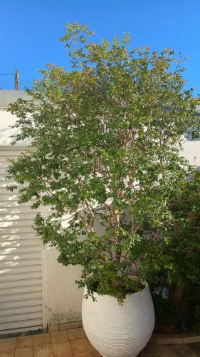 Pé de Jabuticaba Sabará