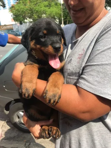 Rottweiler Filhotes | Criados com Dedicação e Responsabilidade