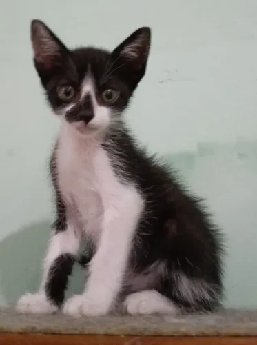 Doação de gatinho de 60 dias