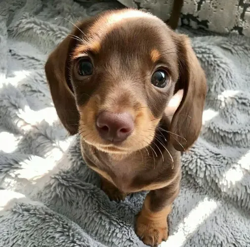 Dachshund MACHO Miniatura Chocolate ( Reserva 15 de Junho ) 