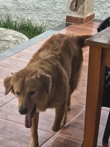 Duas fêmeas de Golden Retriever no cio