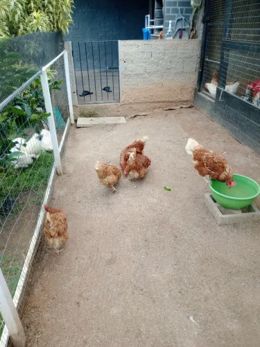 Frangas poedeiras 