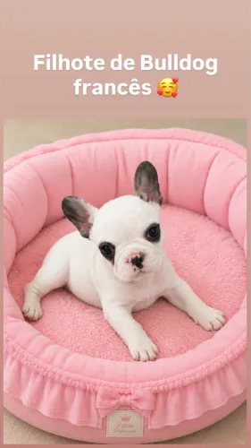 Bulldog francês