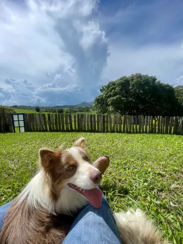 Border Collie fêmea Tri Lilac para criação ou companhia (venda)