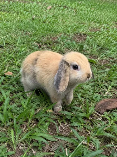 Doa se Coelha Mini Lop Sorocaba