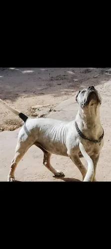 Filhotes de Pitbull puro 1 macho e uma fêmea 