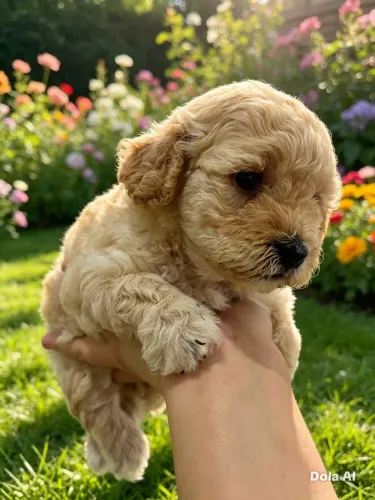 Poodle toy