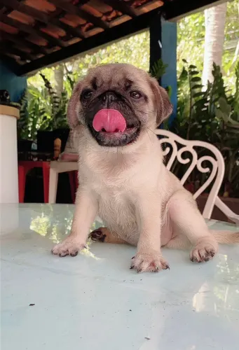 Pug Fêmea Abricot