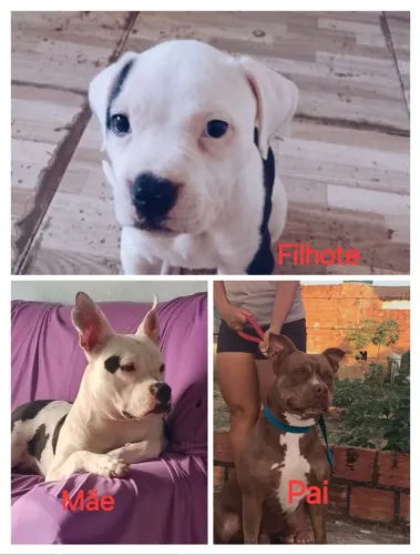 Filhote de Pitbull